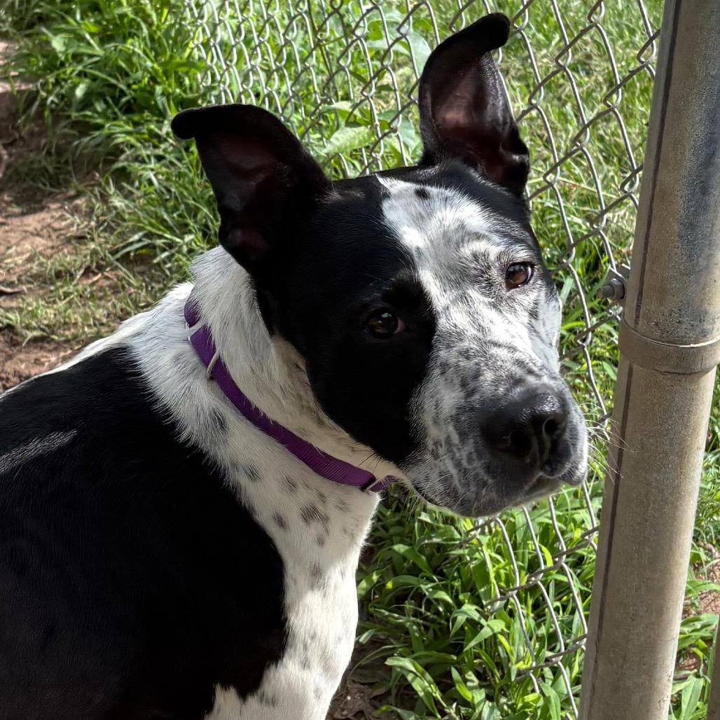 Enlarge Speckles, a Adoptable mixed breed in Spring, TX image 3/6