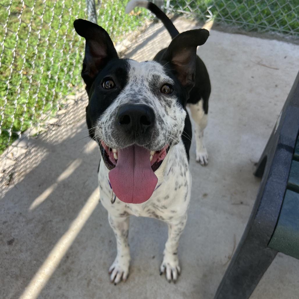 Enlarge Speckles, a Adoptable mixed breed in Spring, TX image 2/6