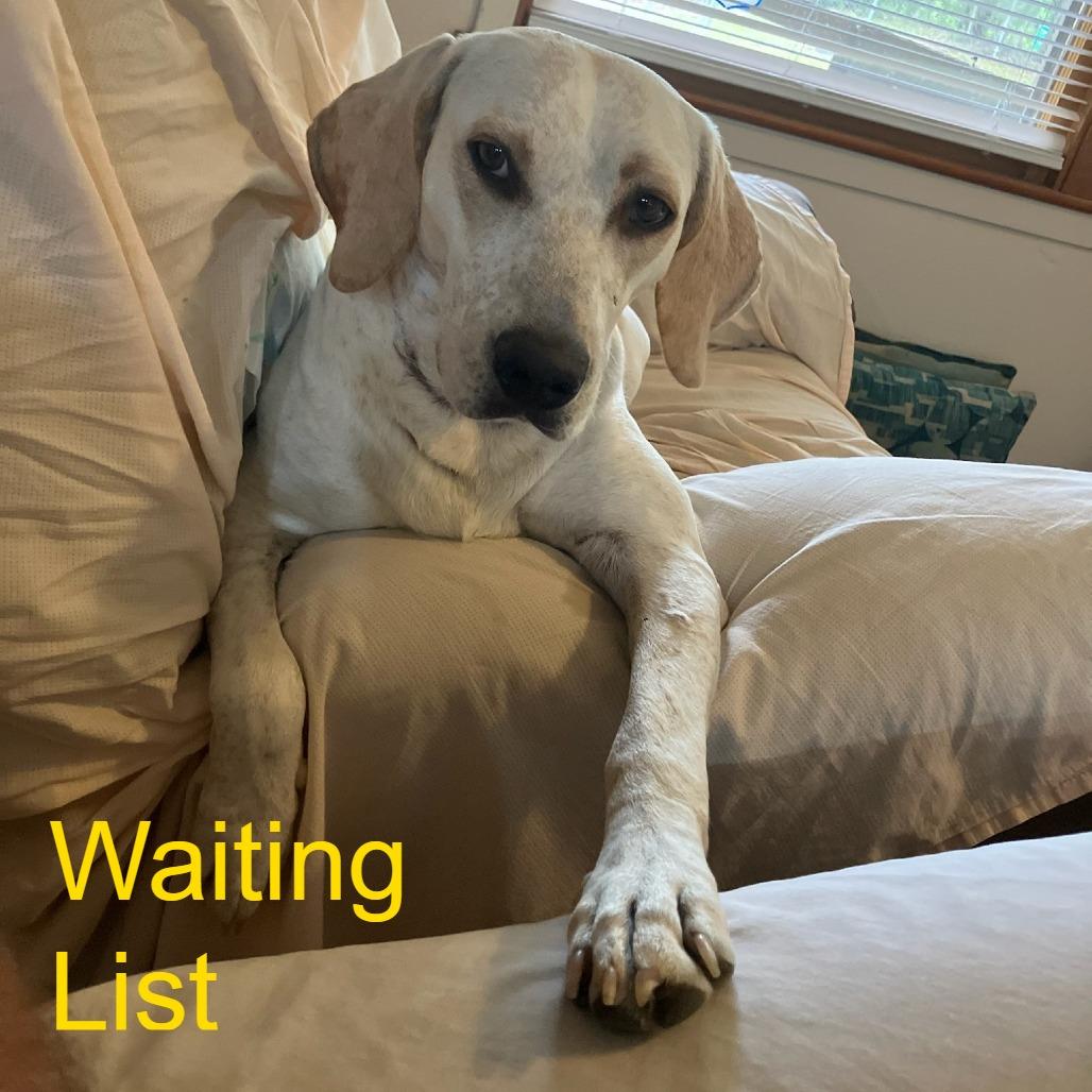 Daisy, Adoptable, Adult Female Pointer & Mixed Breed.