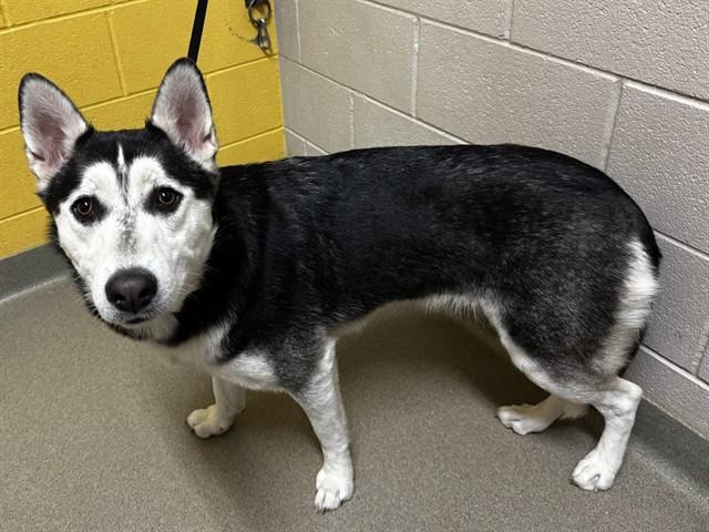 Enlarge ZELDA, a Adoptable Siberian Husky in Colorado Springs, CO image 1/1