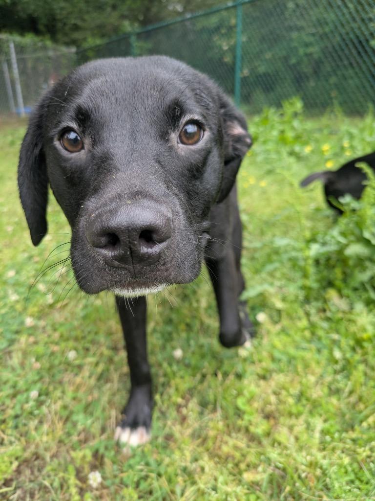 Kirby, Adoptable, Puppy Male Labrador Retriever.