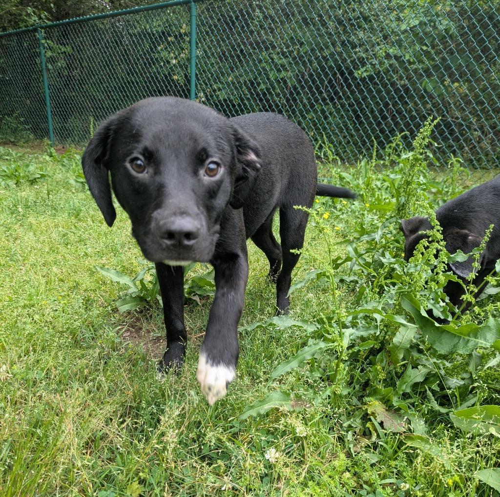 Enlarge Kirby, a Adoptable mixed breed in Little Rock, AR image 2/2