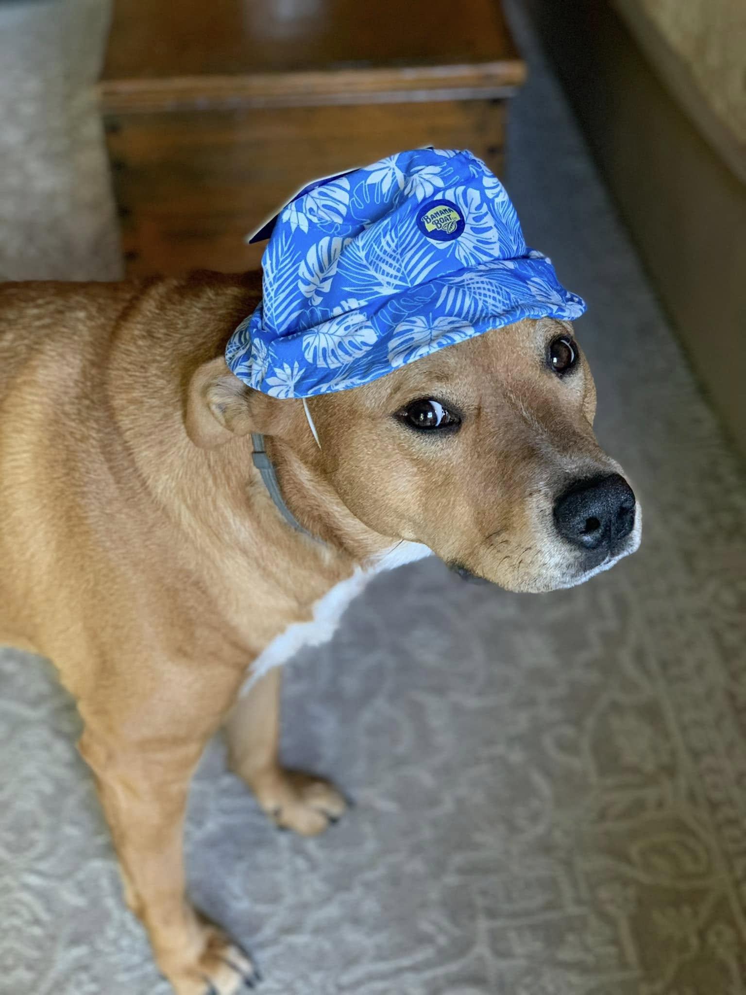 Jackson, a ADOPTABLE mixed breed in Berkeley, CA image 2/6