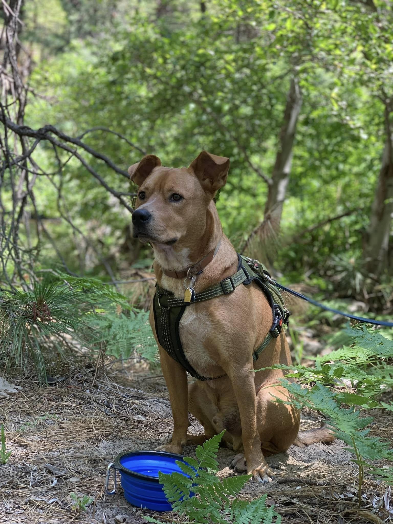 Jackson, a ADOPTABLE mixed breed in Berkeley, CA image 5/6