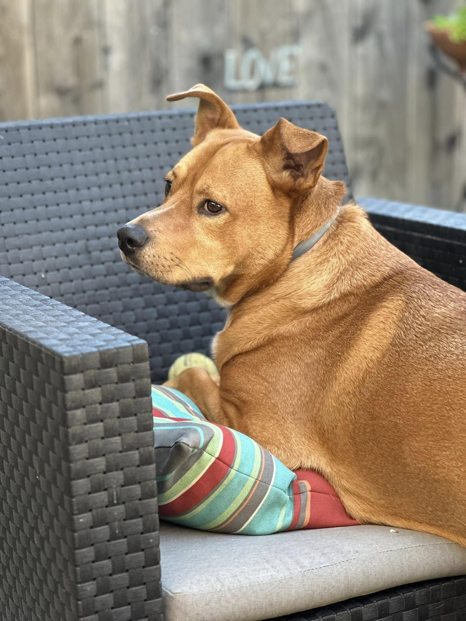 Jackson, ADOPTABLE, Adult Male Pit Bull Terrier.