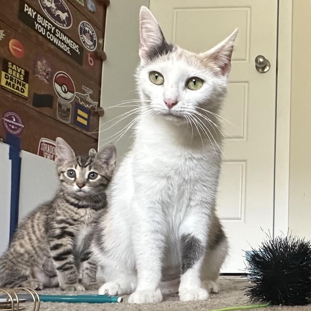 Gigi, Adoptable, Adult Female Domestic Short Hair.