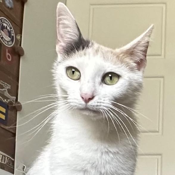 Gigi, a Adoptable Domestic Short Hair in Traverse City, MI image 2/4