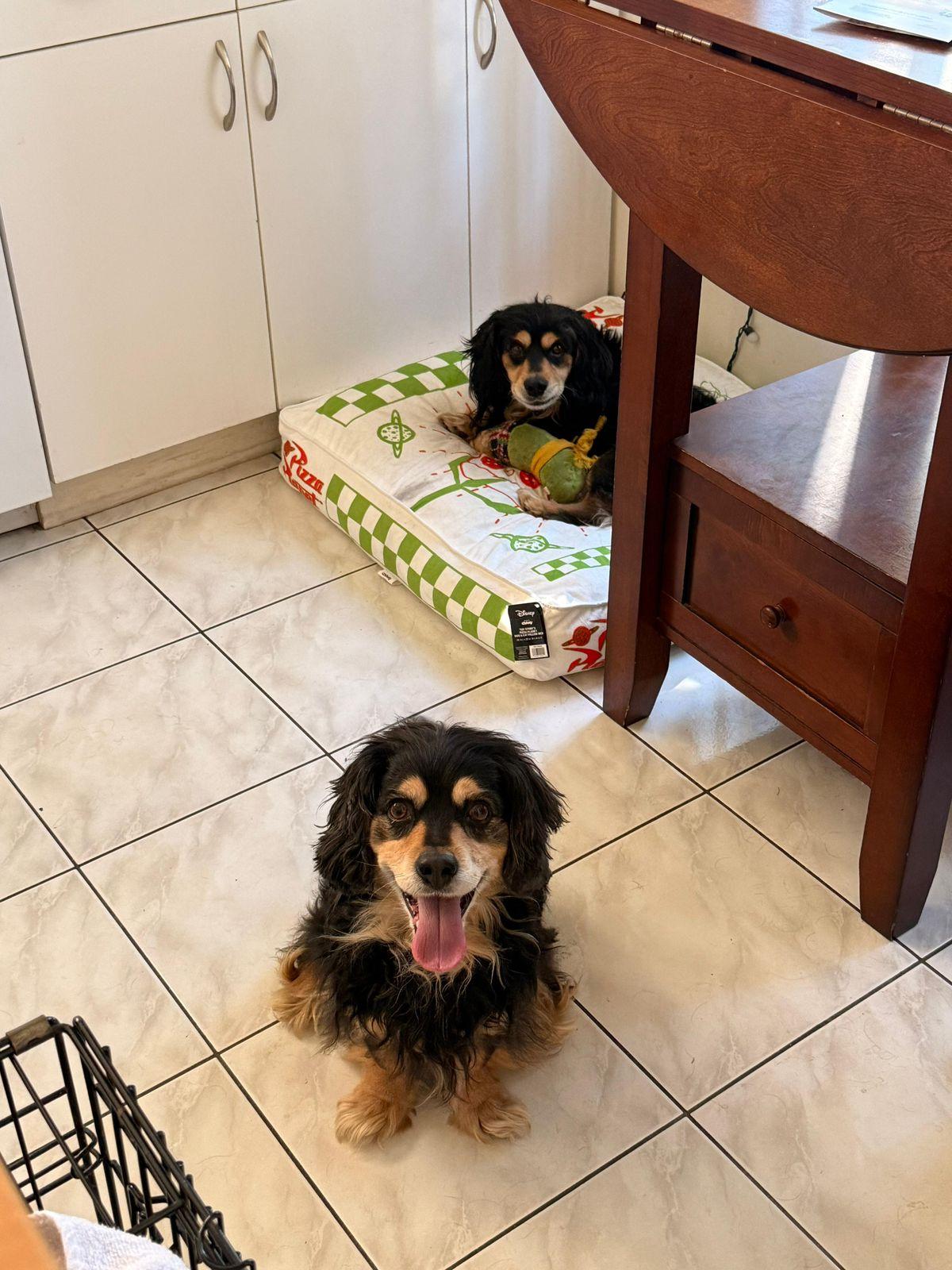Enlarge Comet & Chocolate, a ADOPTABLE Cocker Spaniel in Los Angeles, CA image 4/4