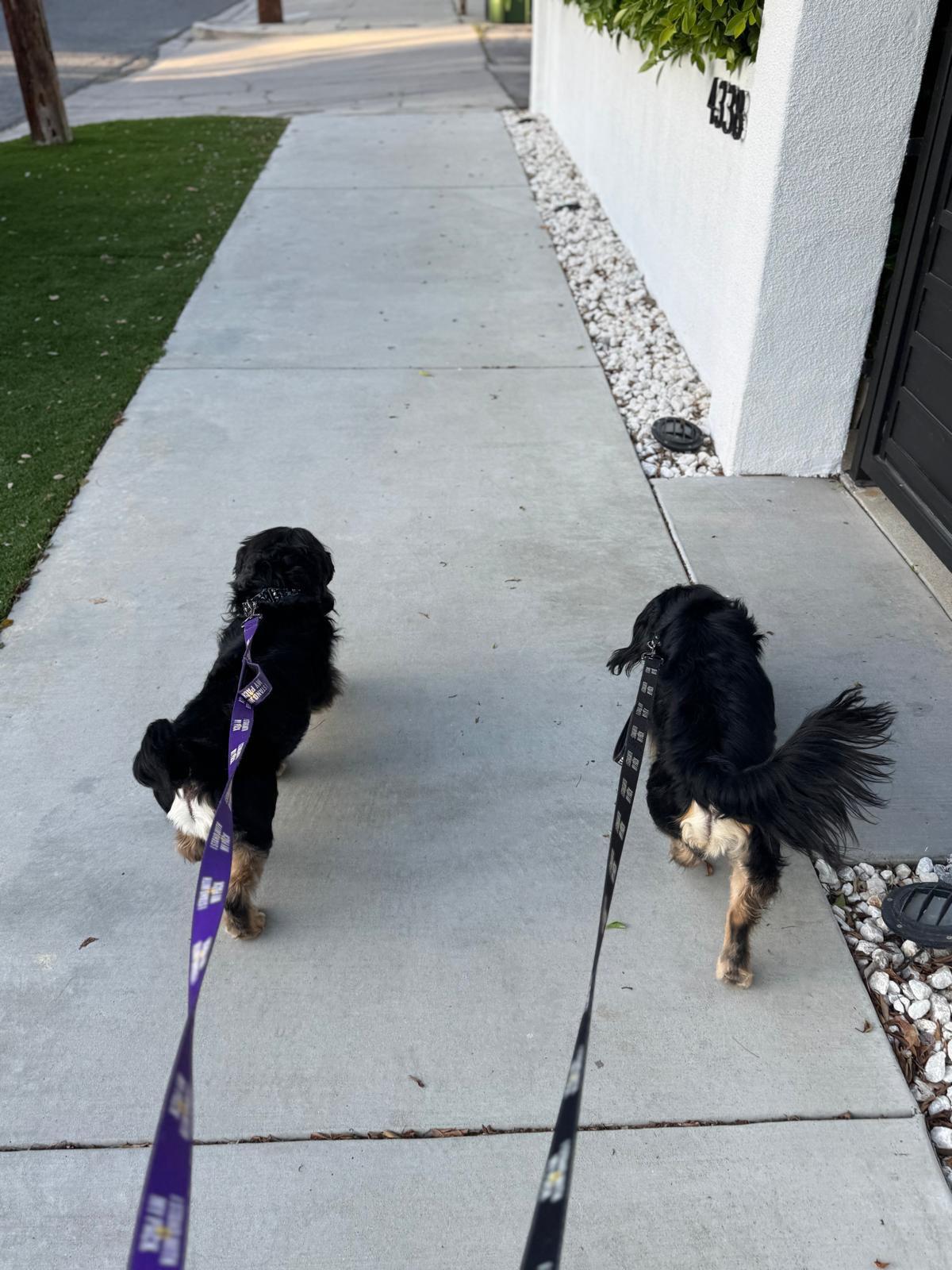 Enlarge Comet & Chocolate, a ADOPTABLE Cocker Spaniel in Los Angeles, CA image 2/4