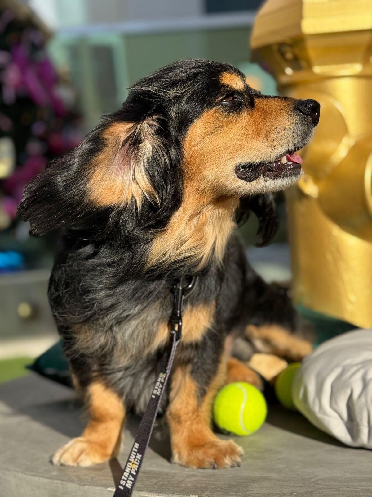 Enlarge Comet & Chocolate, a ADOPTABLE Cocker Spaniel in Los Angeles, CA image 3/4
