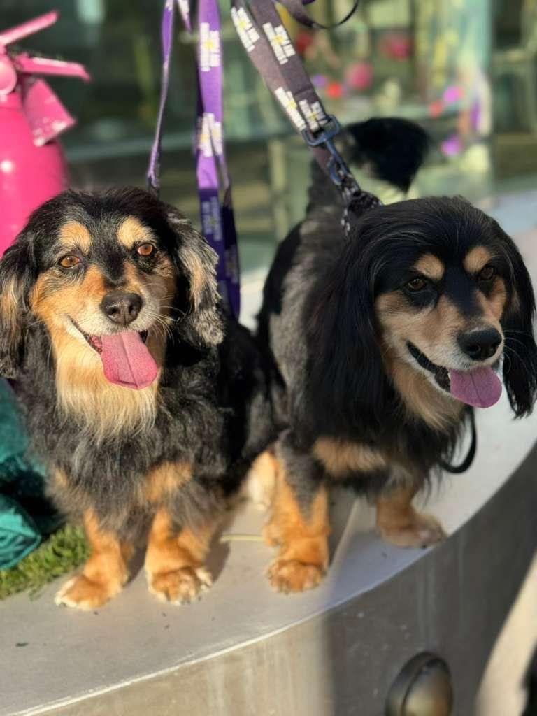 Enlarge Comet & Chocolate, a ADOPTABLE Cocker Spaniel in Los Angeles, CA image 1/4