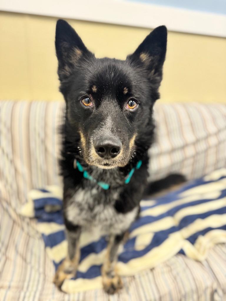 Enlarge Koda, a Adoptable mixed breed in Liverpool, NY image 1/5