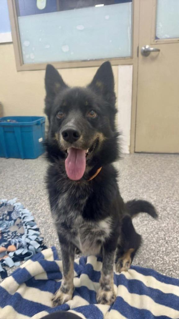 Enlarge Koda, a Adoptable mixed breed in Liverpool, NY image 3/5