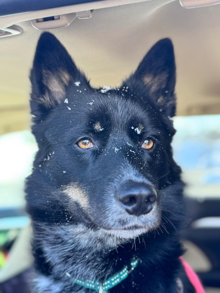 Enlarge Koda, a Adopted mixed breed in Liverpool, NY image 2/4