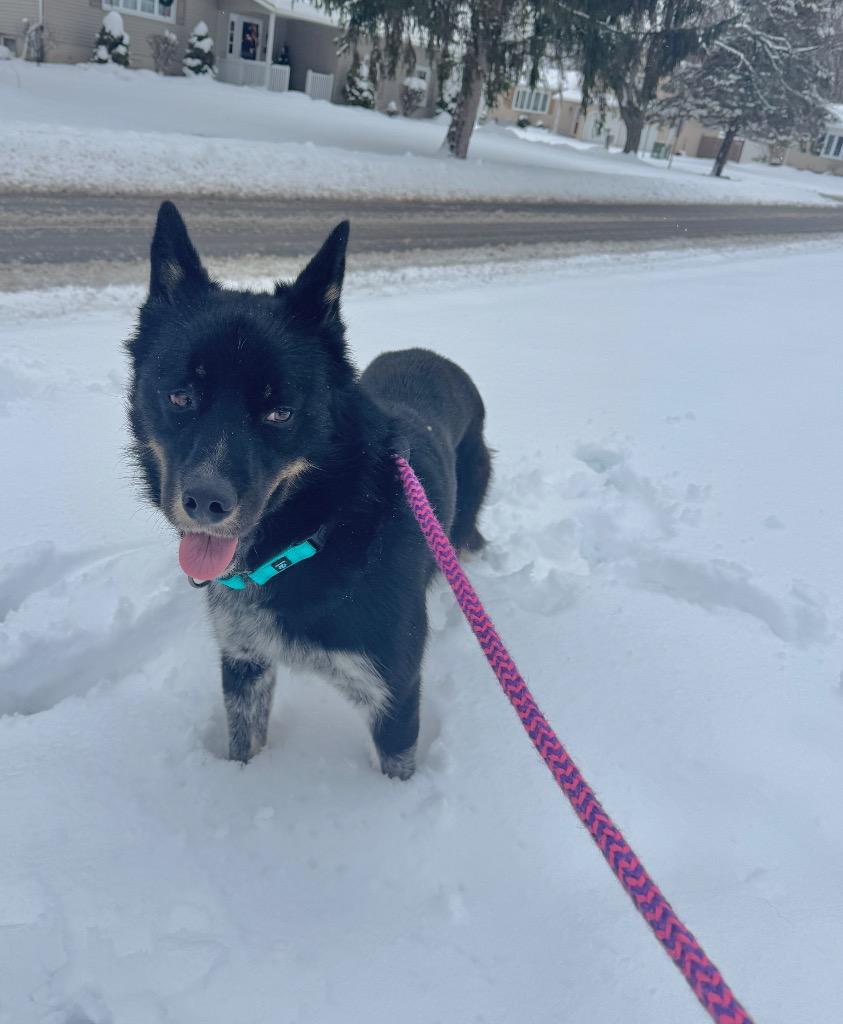 Enlarge Koda, a Adoptable mixed breed in Liverpool, NY image 4/5