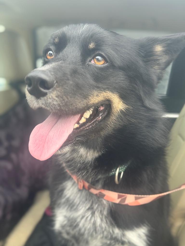 Enlarge Koda, a Adopted mixed breed in Liverpool, NY image 3/4