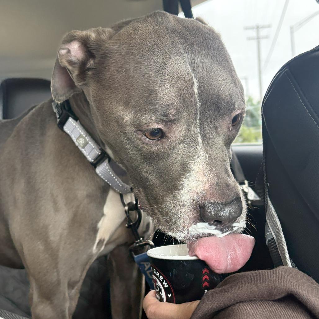 Blue, a Adoptable Pit Bull Terrier in Columbia, MO image 1/3