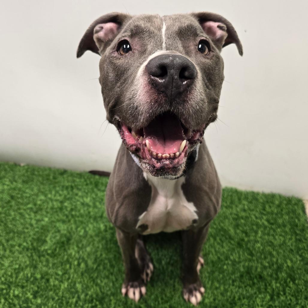 Blue, a Adoptable Pit Bull Terrier in Columbia, MO image 2/3