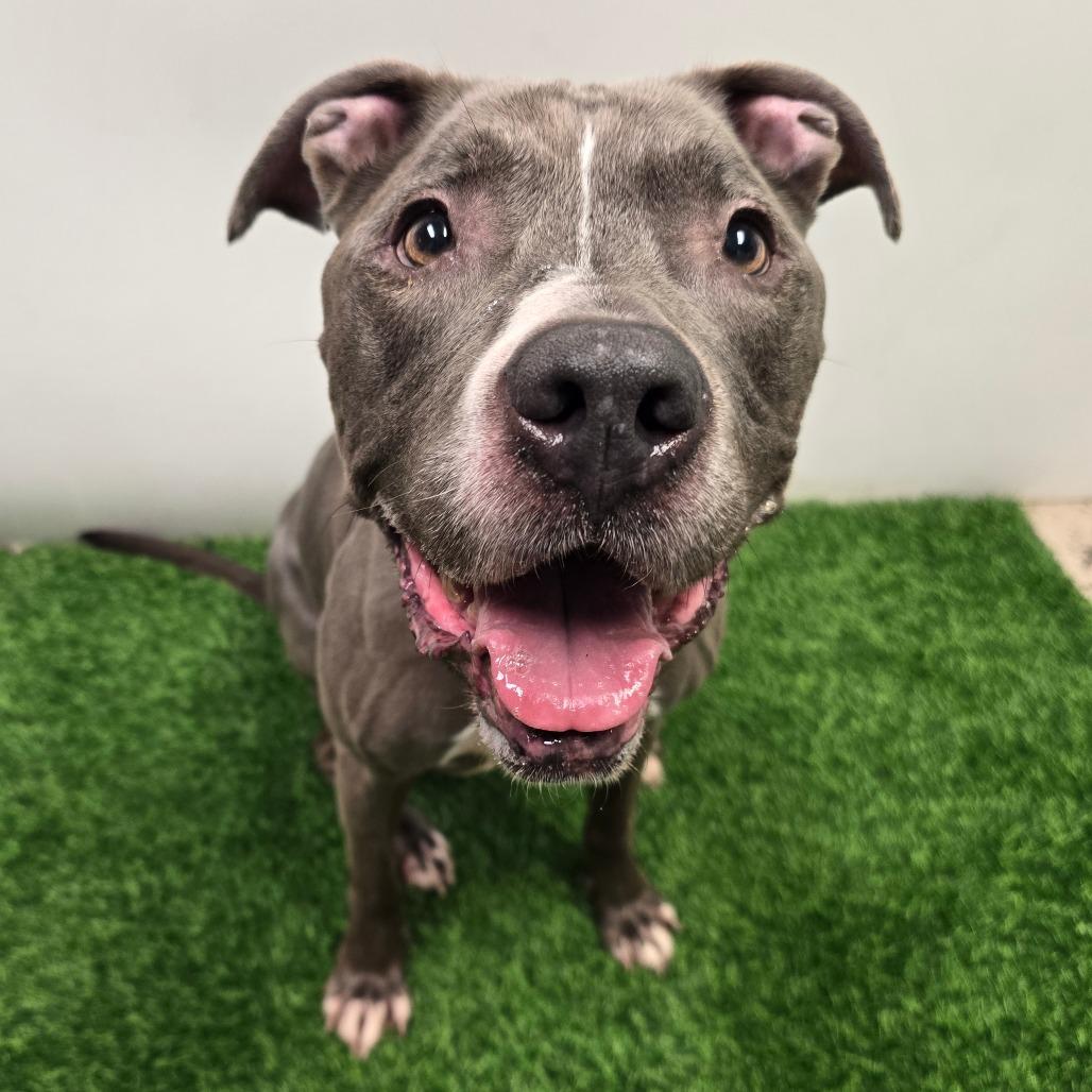 Blue, a Adoptable Pit Bull Terrier in Columbia, MO image 3/3