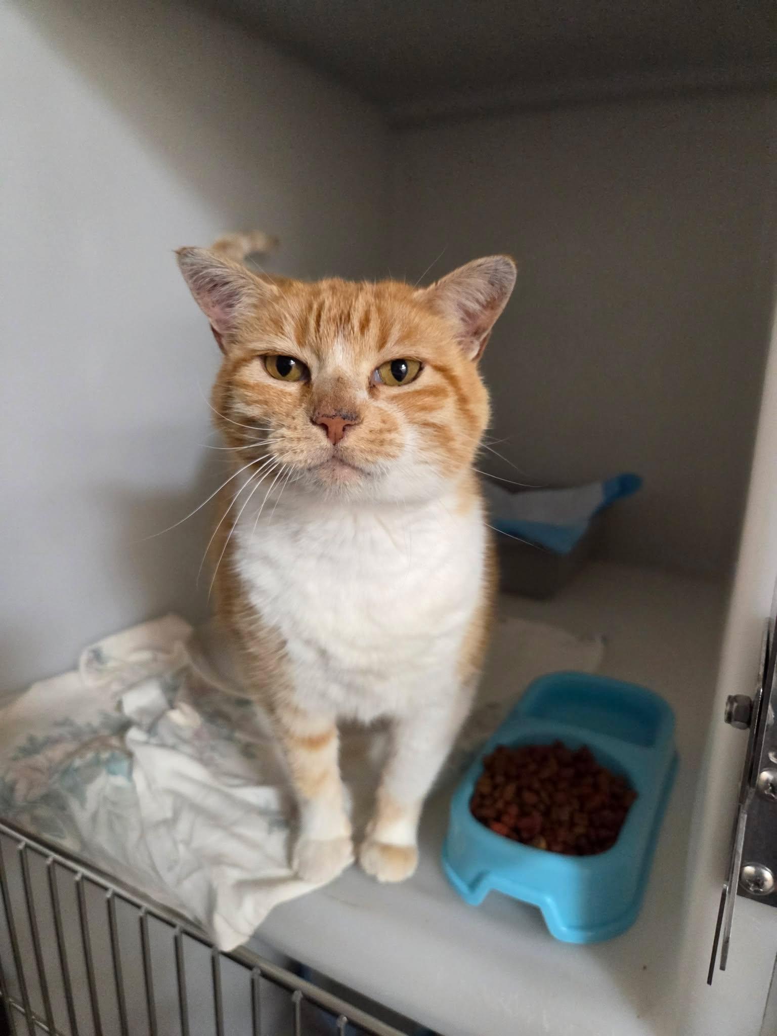 Lucky, a ADOPTABLE Domestic Short Hair in Roosevelt, UT image 3/3