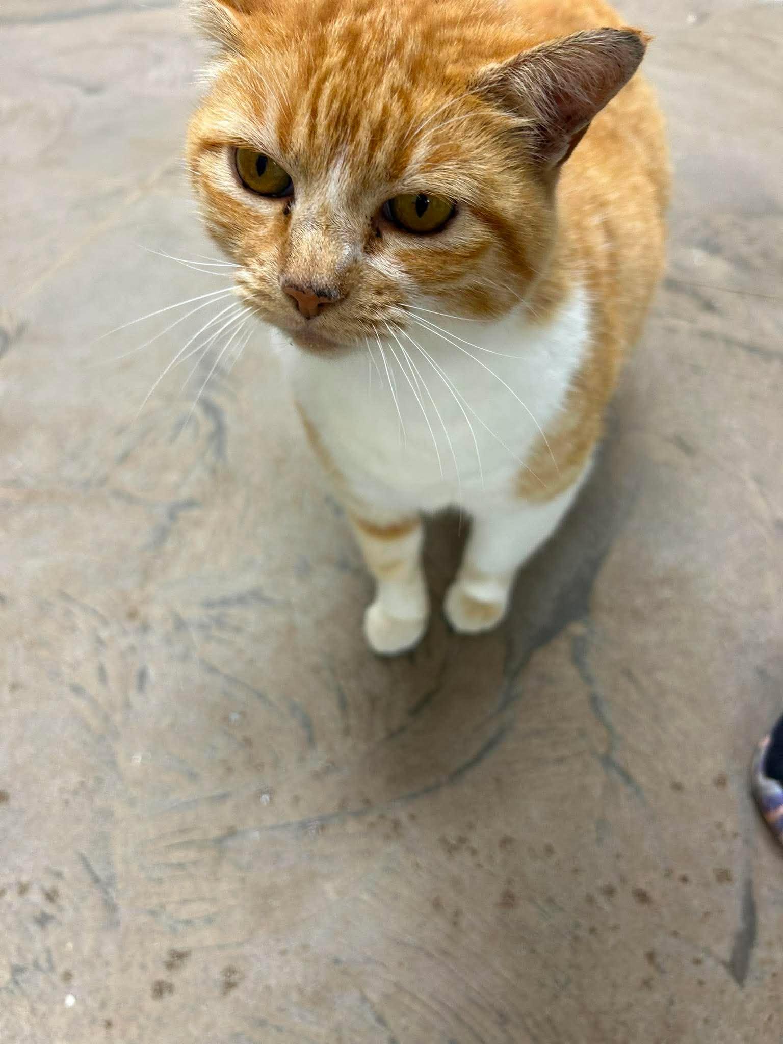 Lucky, a ADOPTABLE Domestic Short Hair in Roosevelt, UT image 2/3