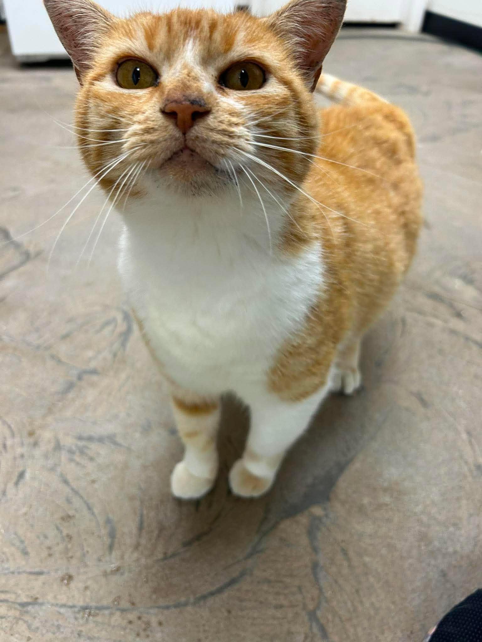 Lucky, ADOPTABLE, Adult Female Domestic Short Hair.