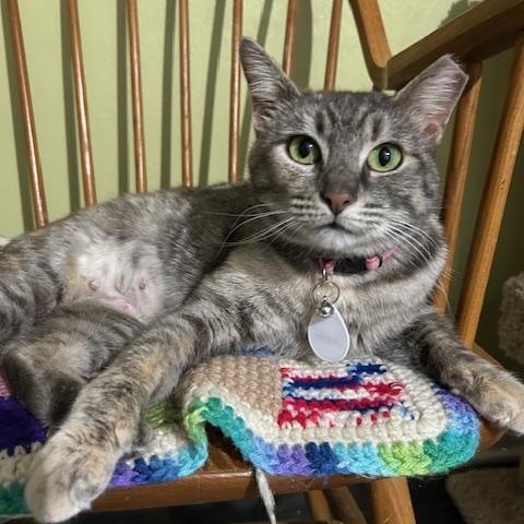 Suzie, Adoptable, Young Female Domestic Short Hair.