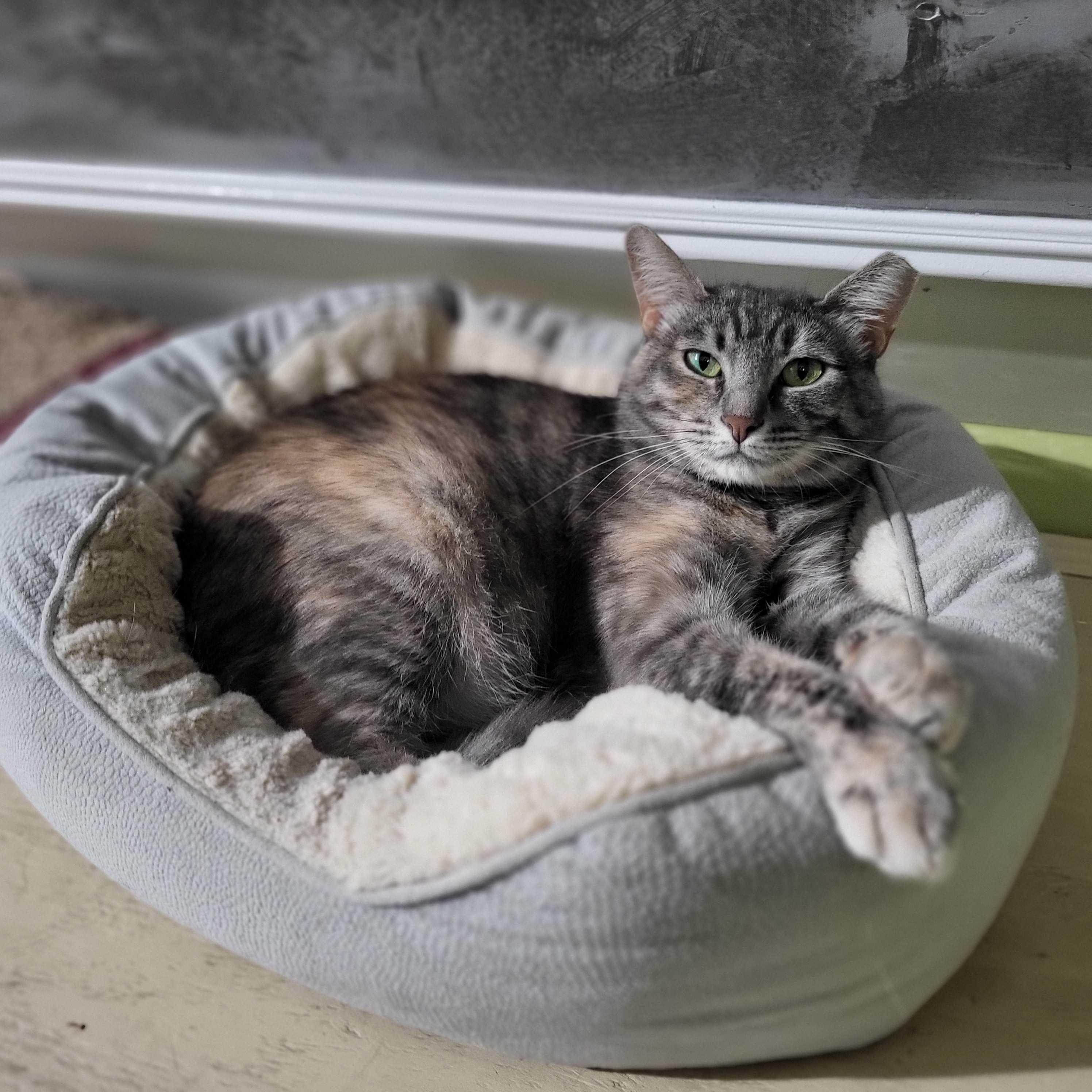 Suzie, Adoptable, Young Female Domestic Short Hair.