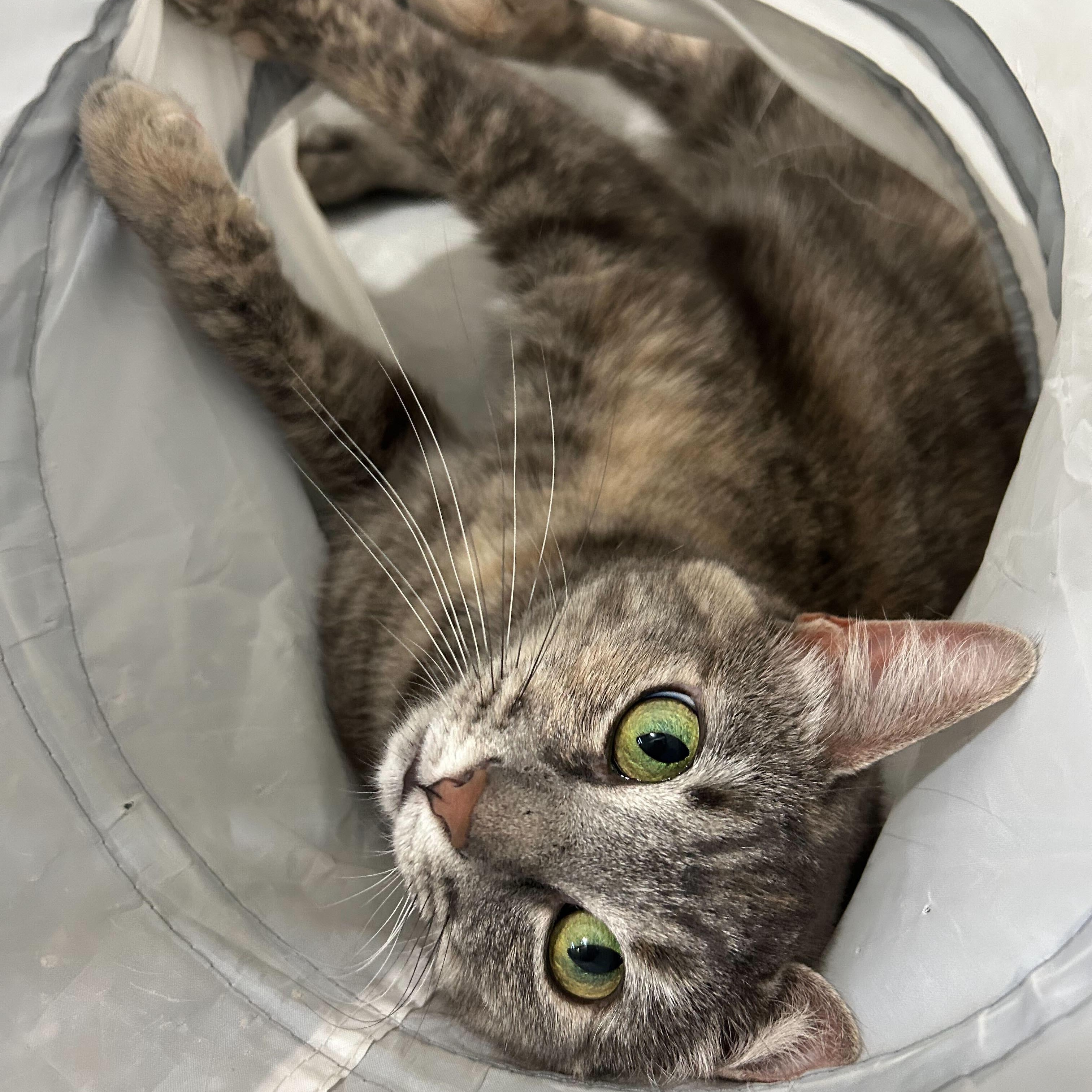 Suzie, Adoptable, Young Female Domestic Short Hair.