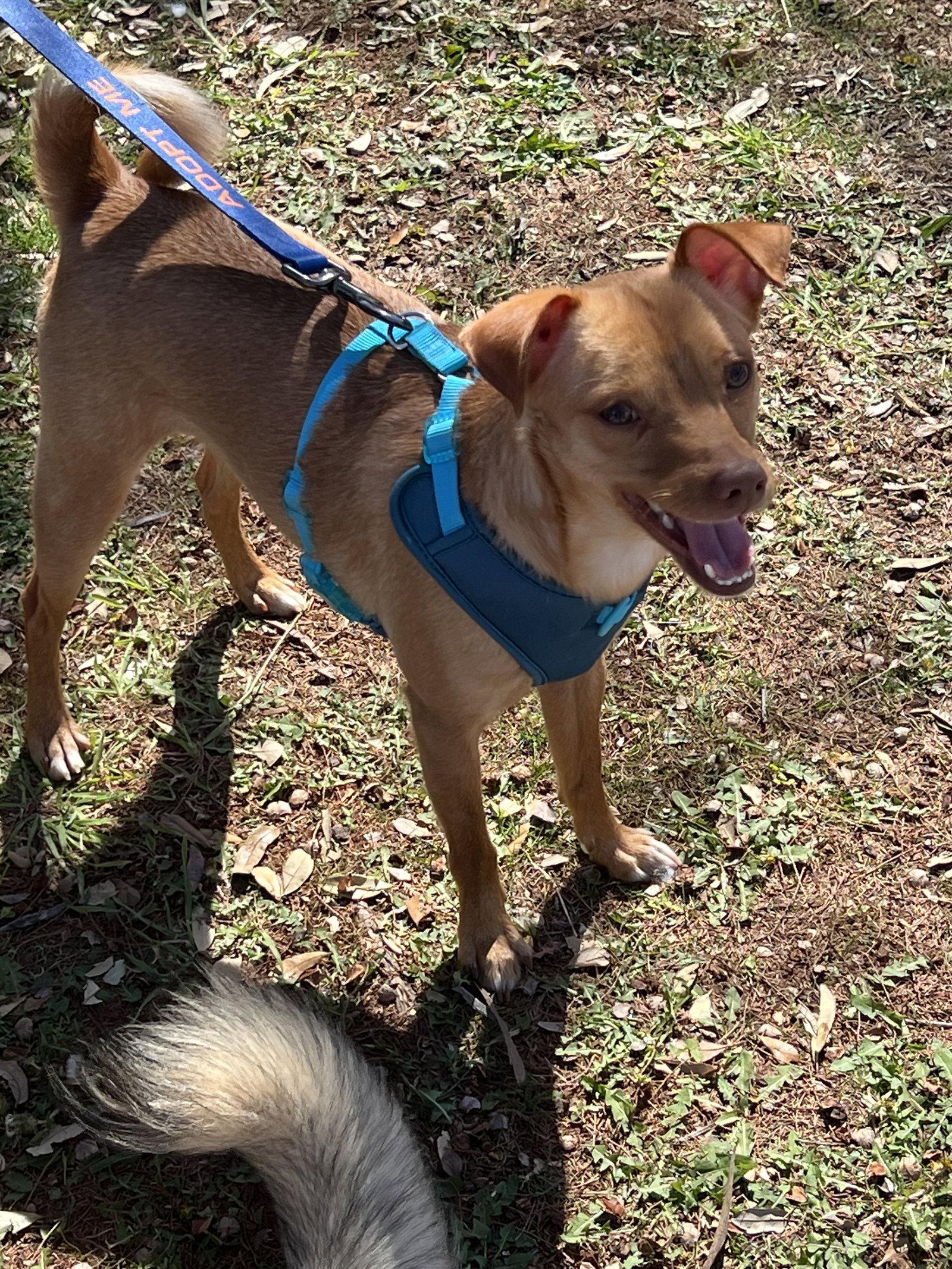 Dobbie, Adoptable, Young Male Miniature Pinscher & Chihuahua.