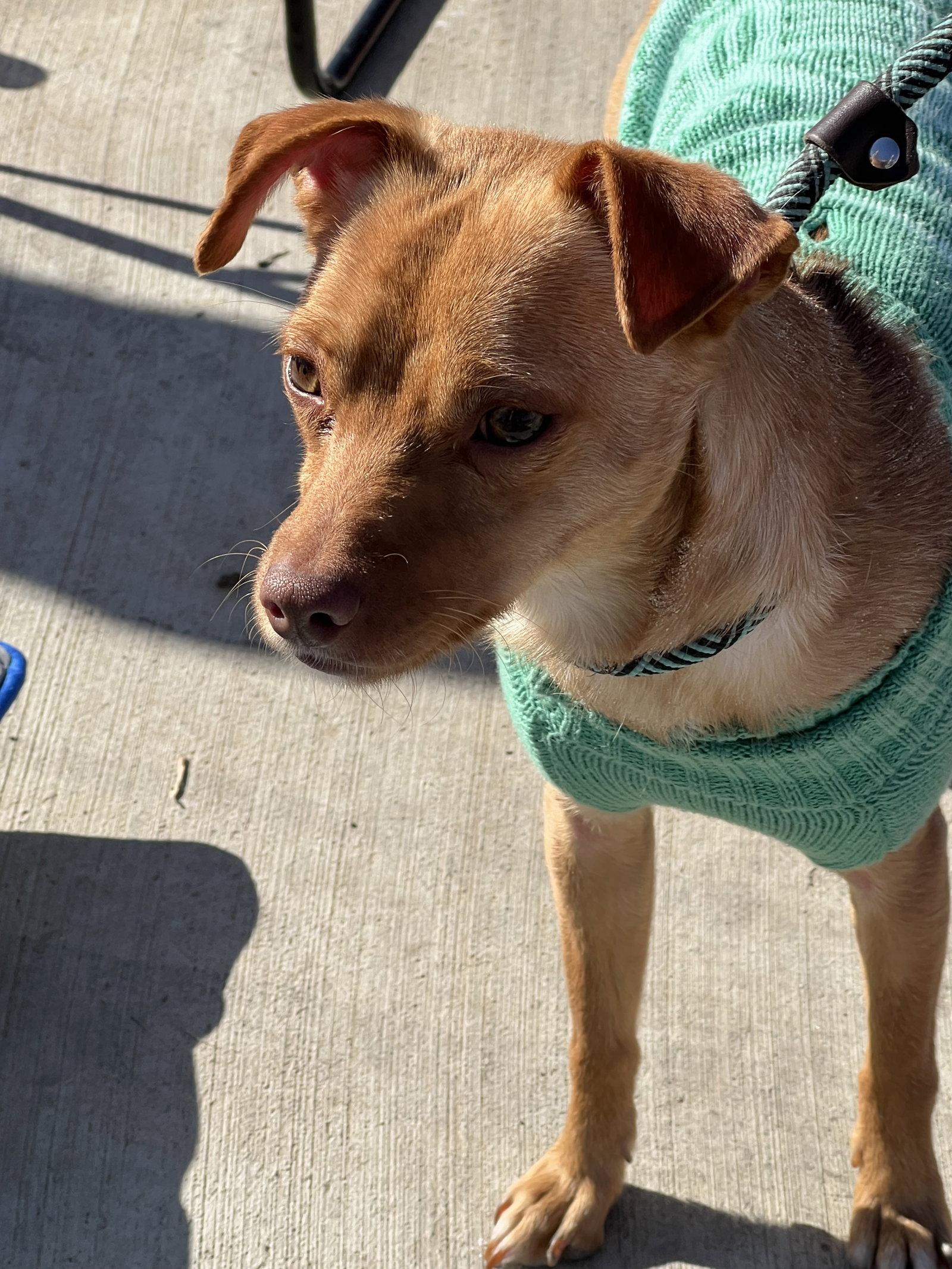 Enlarge Dobbie, a Adoptable mixed breed in Gun Barrel City, TX image 2/3