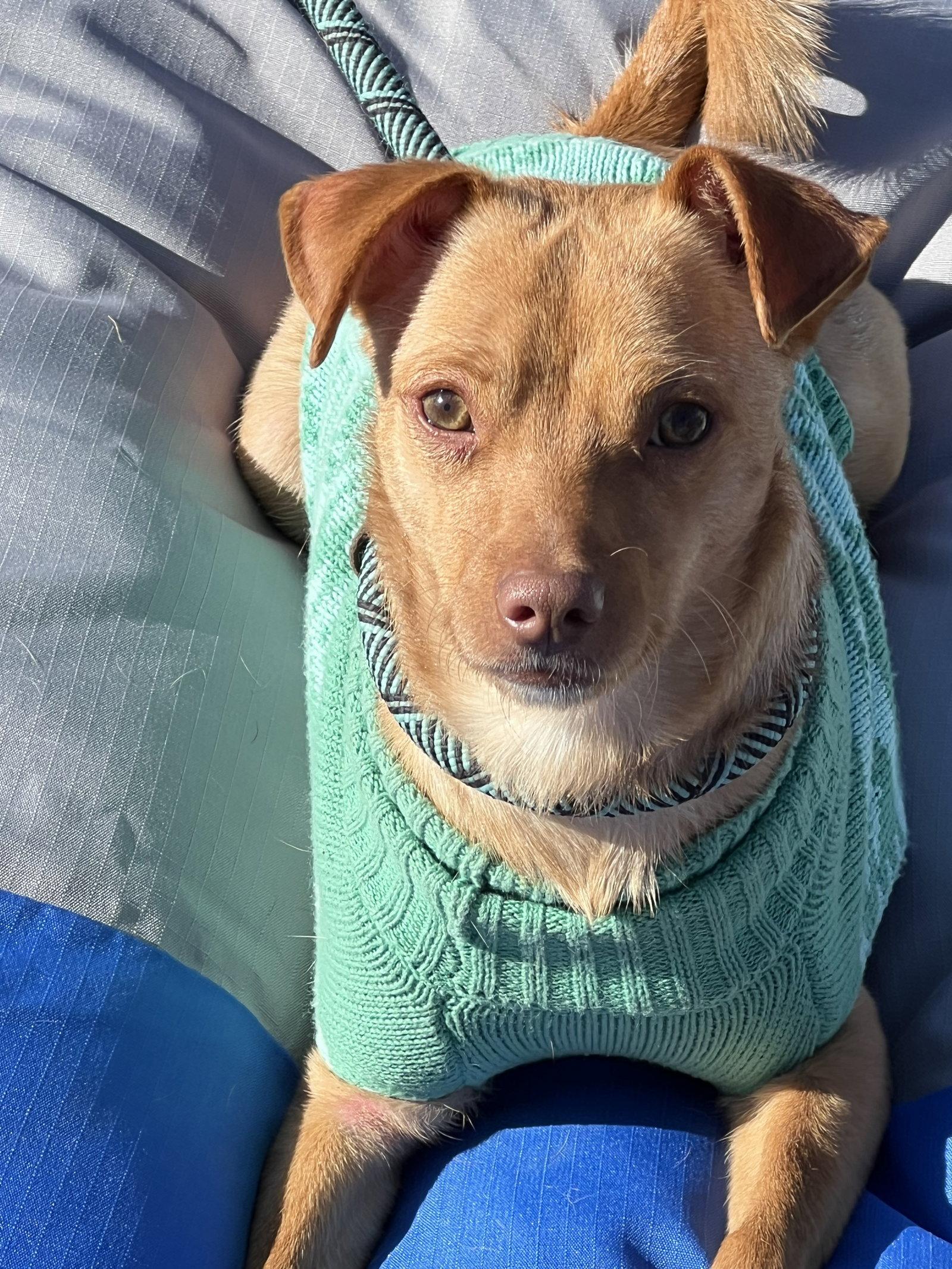 Enlarge Dobbie, a Adoptable mixed breed in Gun Barrel City, TX image 3/3