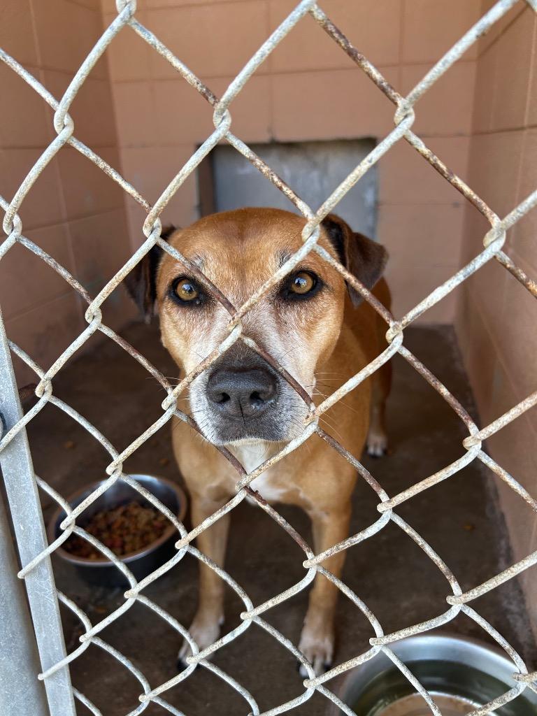 Enlarge Gabby, a Adoptable Pit Bull Terrier in Gautier, MS image 1/3