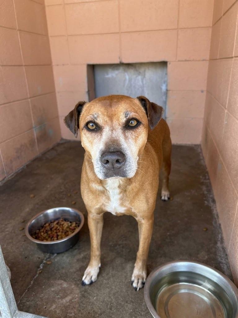Enlarge Gabby, a Adoptable Pit Bull Terrier in Gautier, MS image 2/3
