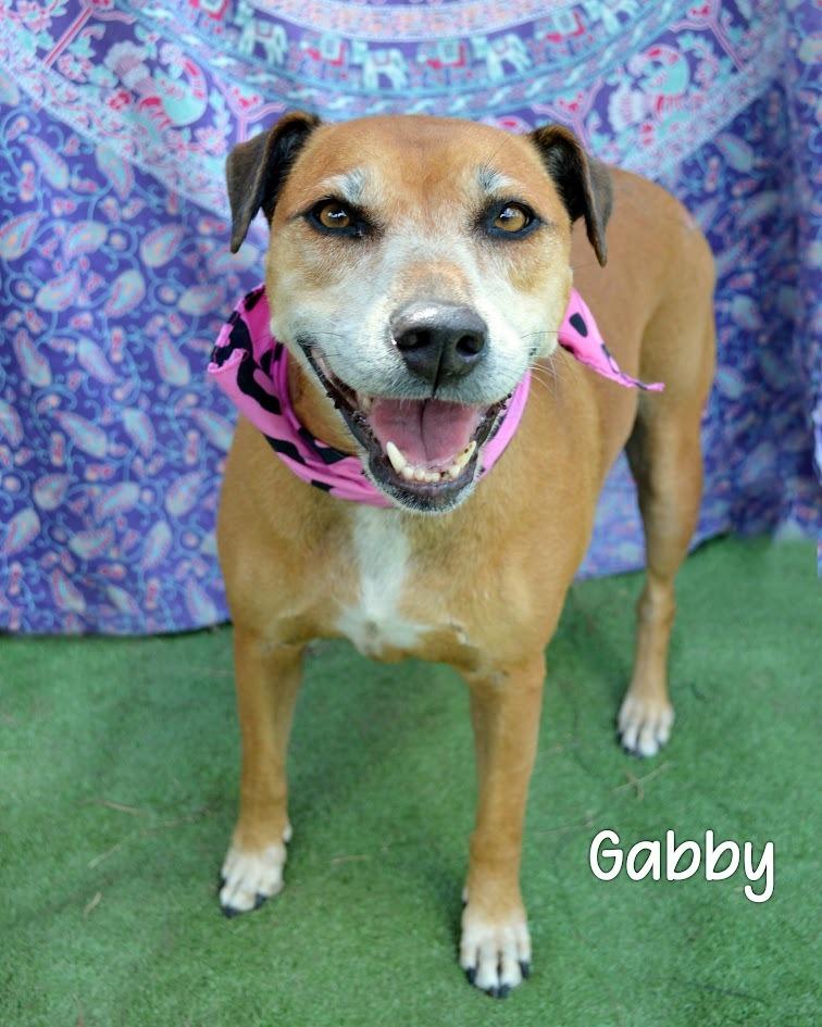 Enlarge Gabby, a Adoptable Pit Bull Terrier in Gautier, MS image 3/3