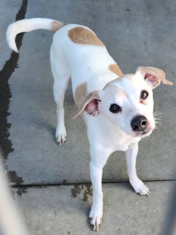 Petey, a ADOPTABLE Chihuahua in Byron, IL image 2/6