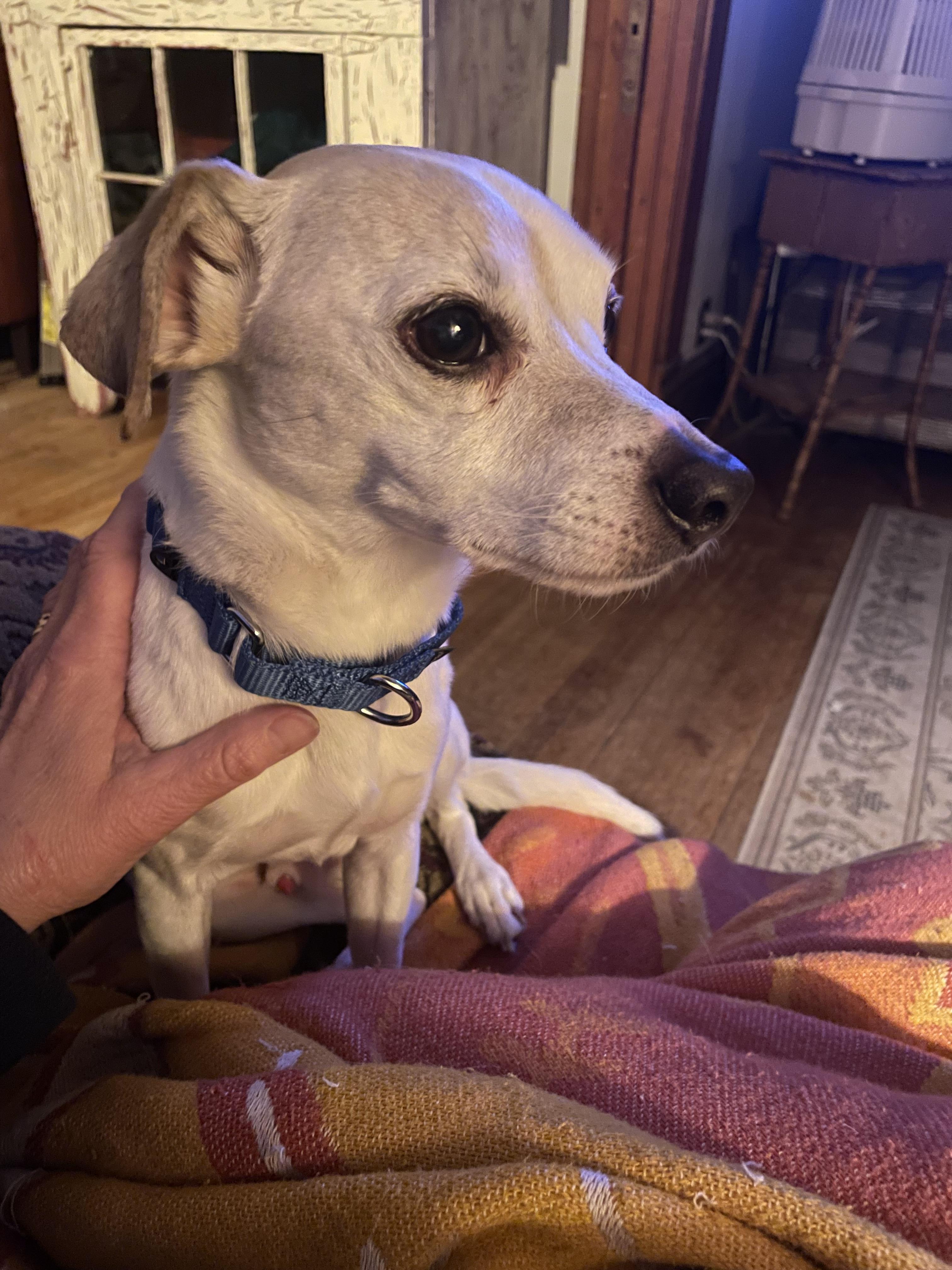 Petey, a ADOPTABLE Chihuahua in Byron, IL image 5/6