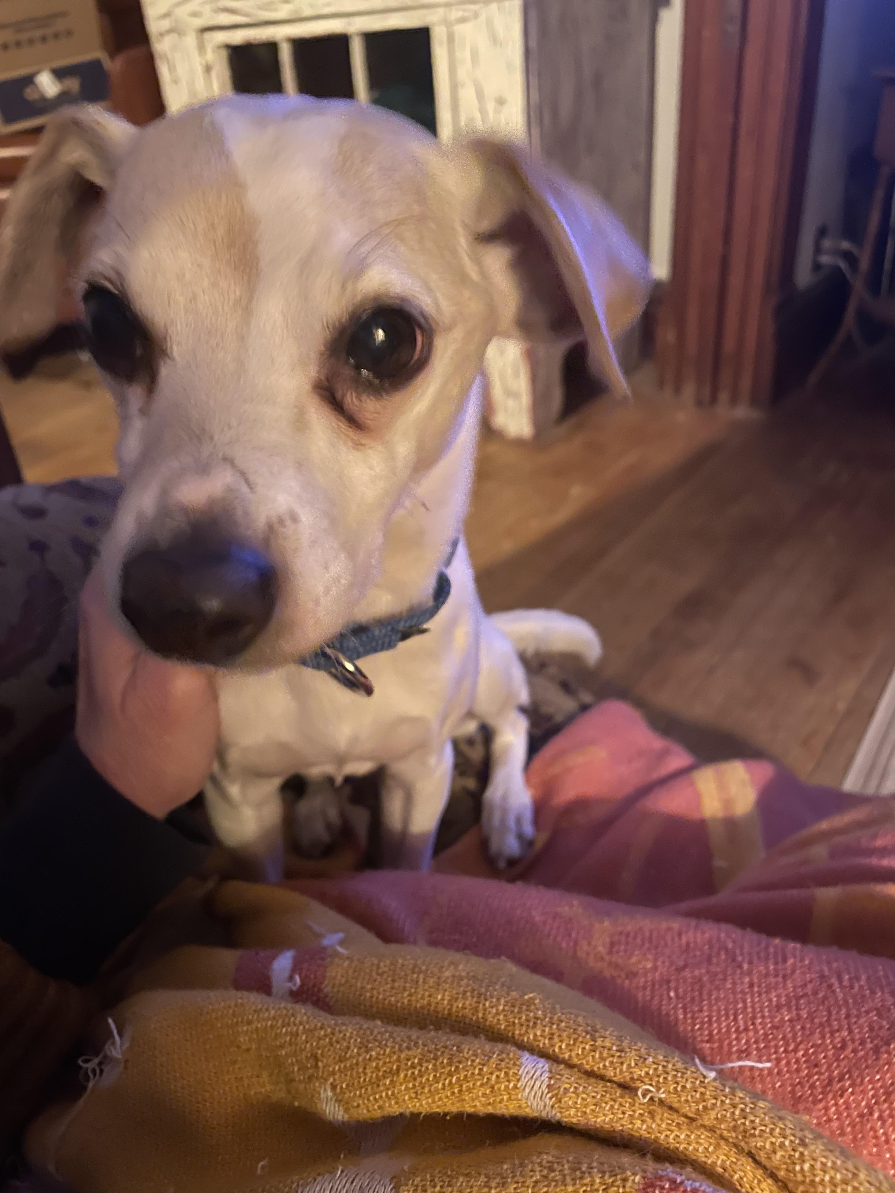 Petey, a ADOPTABLE Chihuahua in Byron, IL image 3/6