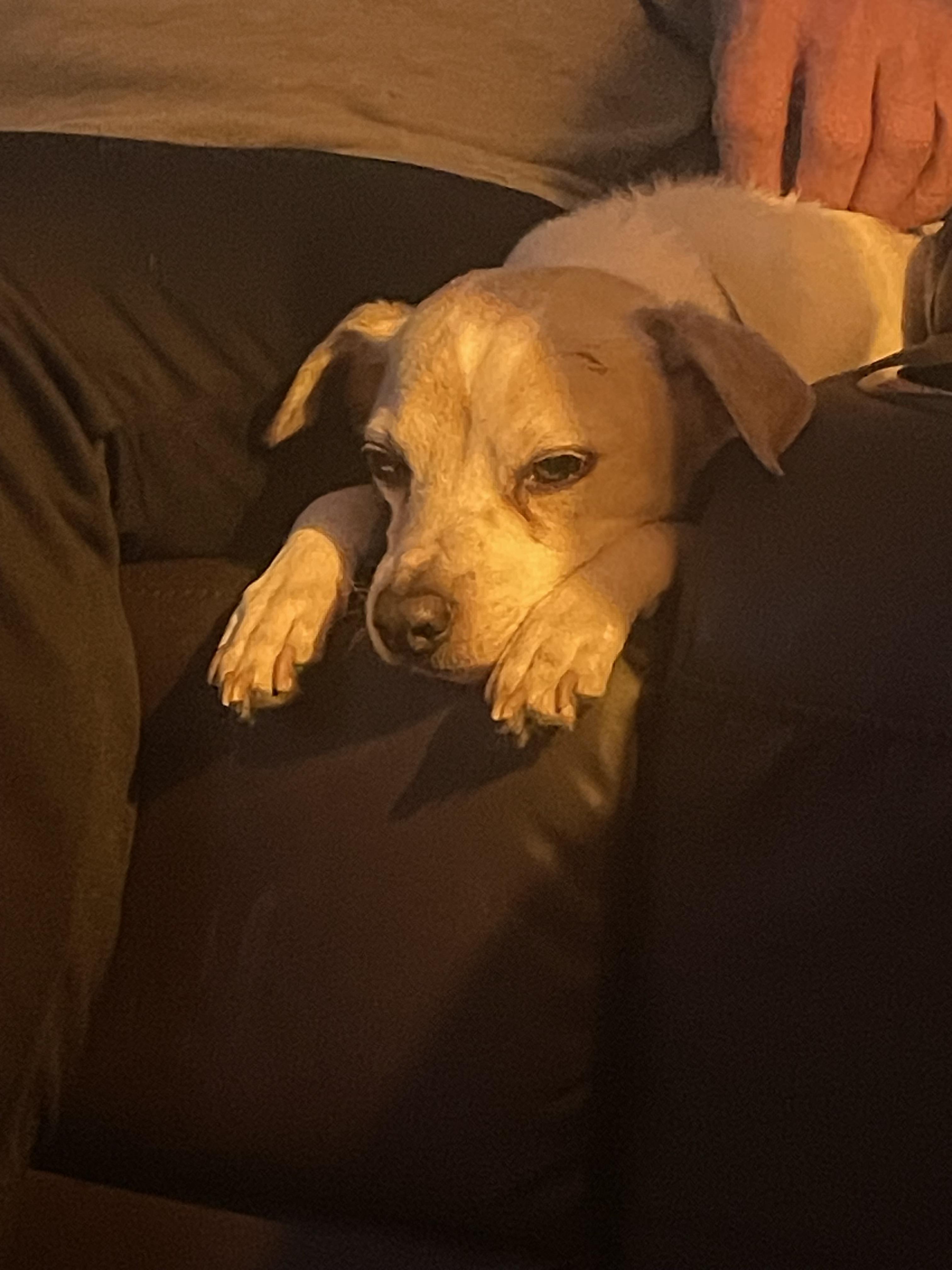 Petey, a ADOPTABLE Chihuahua in Byron, IL image 6/6