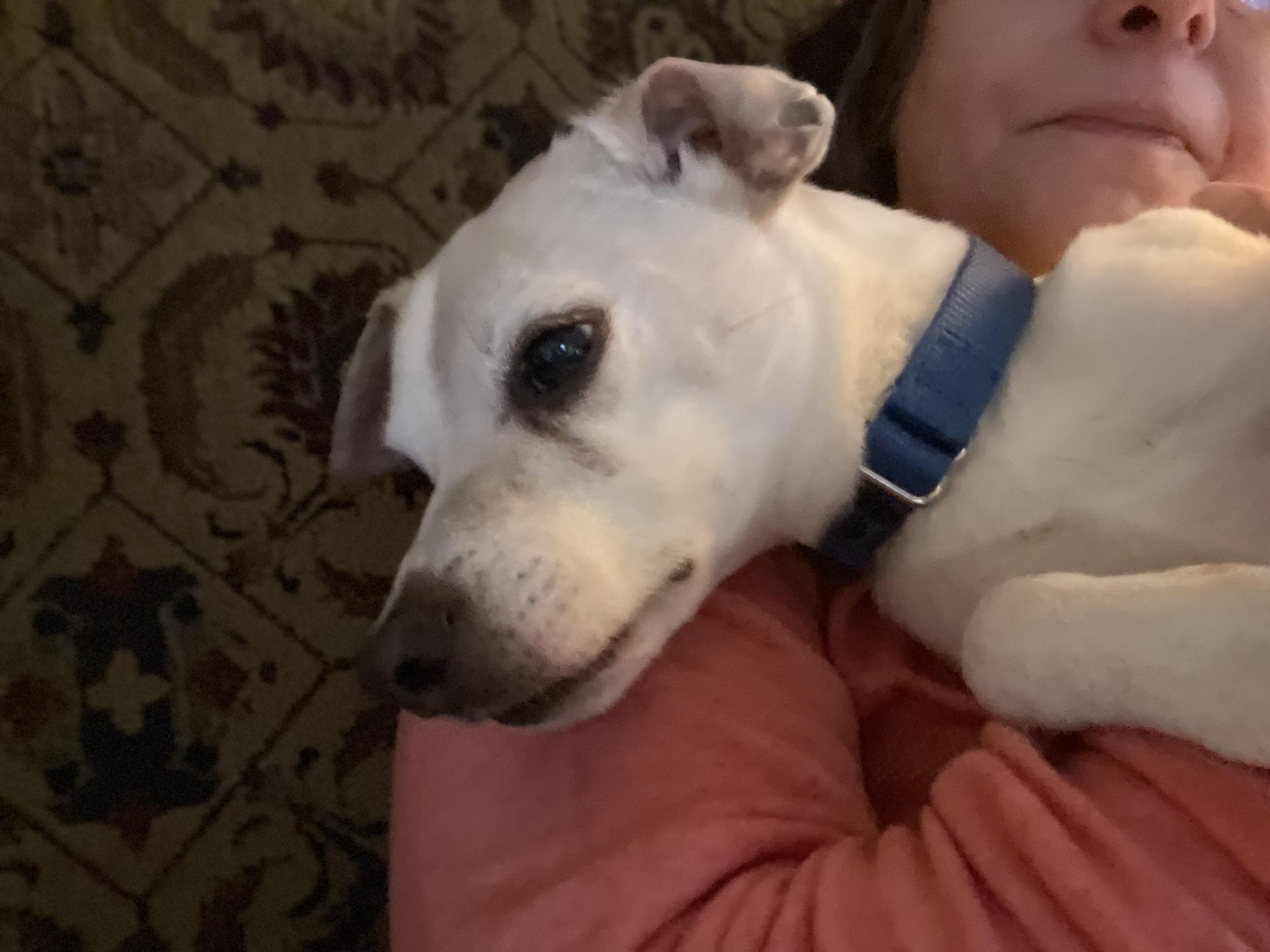 Petey, ADOPTABLE, Senior Male Chihuahua.