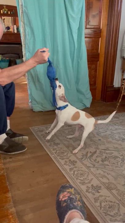 Enlarge Petey, a ADOPTABLE Chihuahua in Byron, IL video 4/6