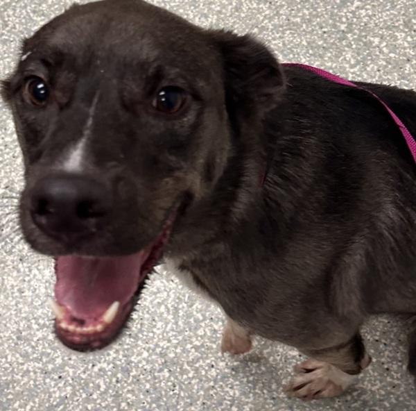 Robert, Adoptable, Adult Male Shepherd.