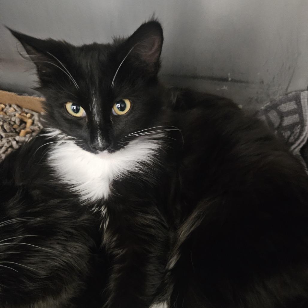 Enlarge Candy Corn, a Adoptable Domestic Medium Hair in Troy, VA image 1/6