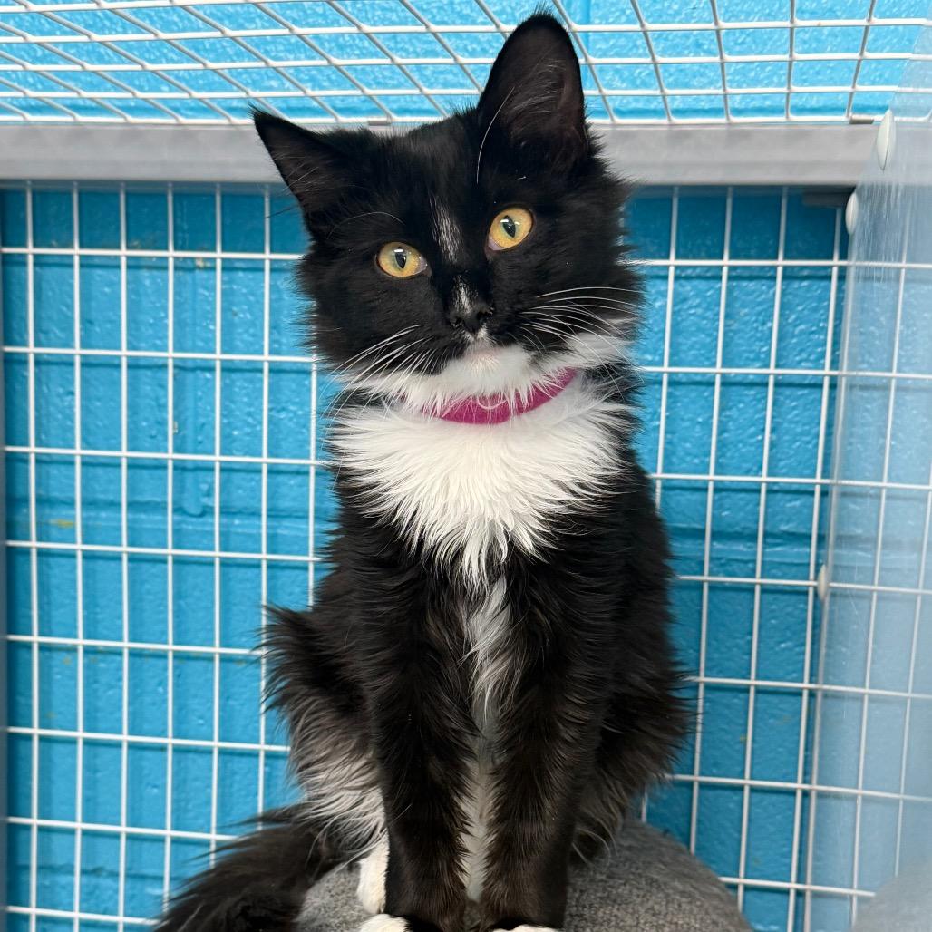 Enlarge Candy Corn, a Adoptable Domestic Medium Hair in Troy, VA image 2/6