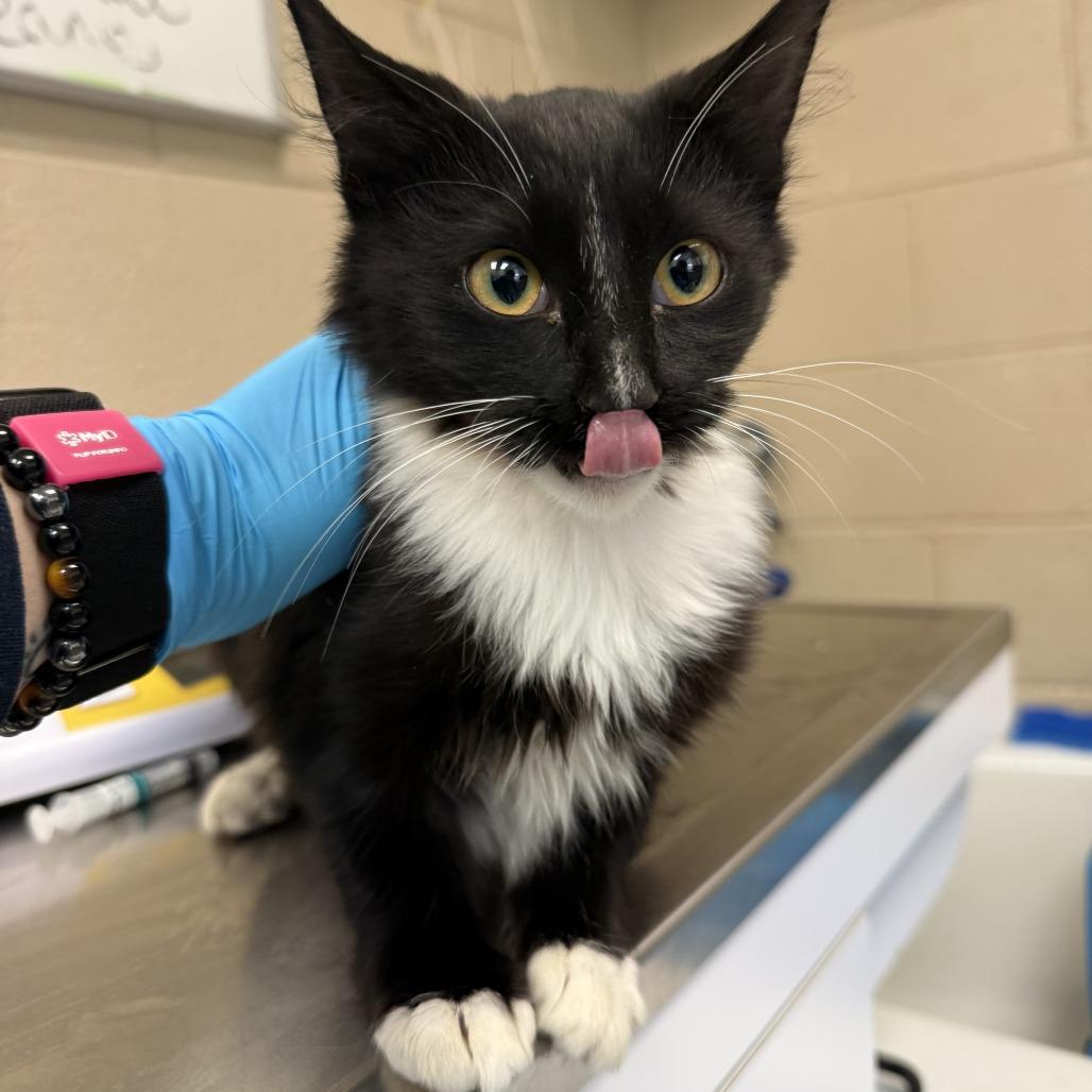 Enlarge Candy Corn, a Adoptable Domestic Medium Hair in Troy, VA image 3/6