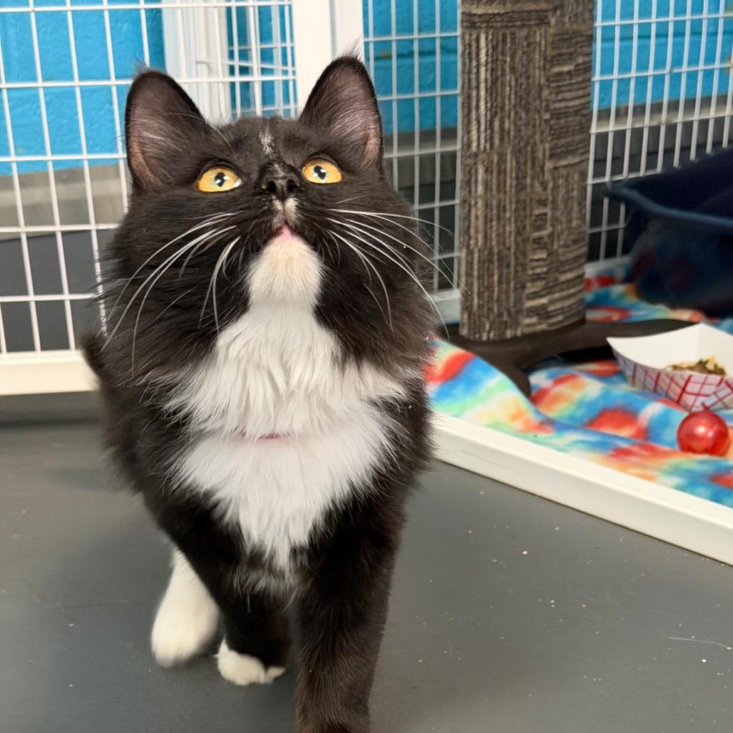 Enlarge Candy Corn, a Adoptable Domestic Medium Hair in Troy, VA image 4/6