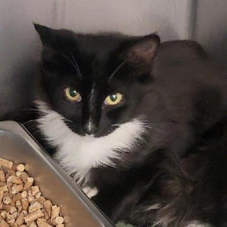 Enlarge Candy Corn, a Adoptable Domestic Medium Hair in Troy, VA image 5/6