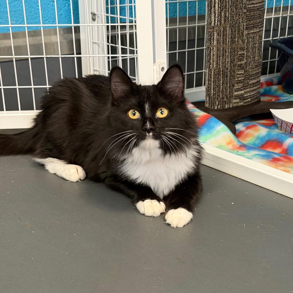 Enlarge Candy Corn, a Adoptable Domestic Medium Hair in Troy, VA image 6/6