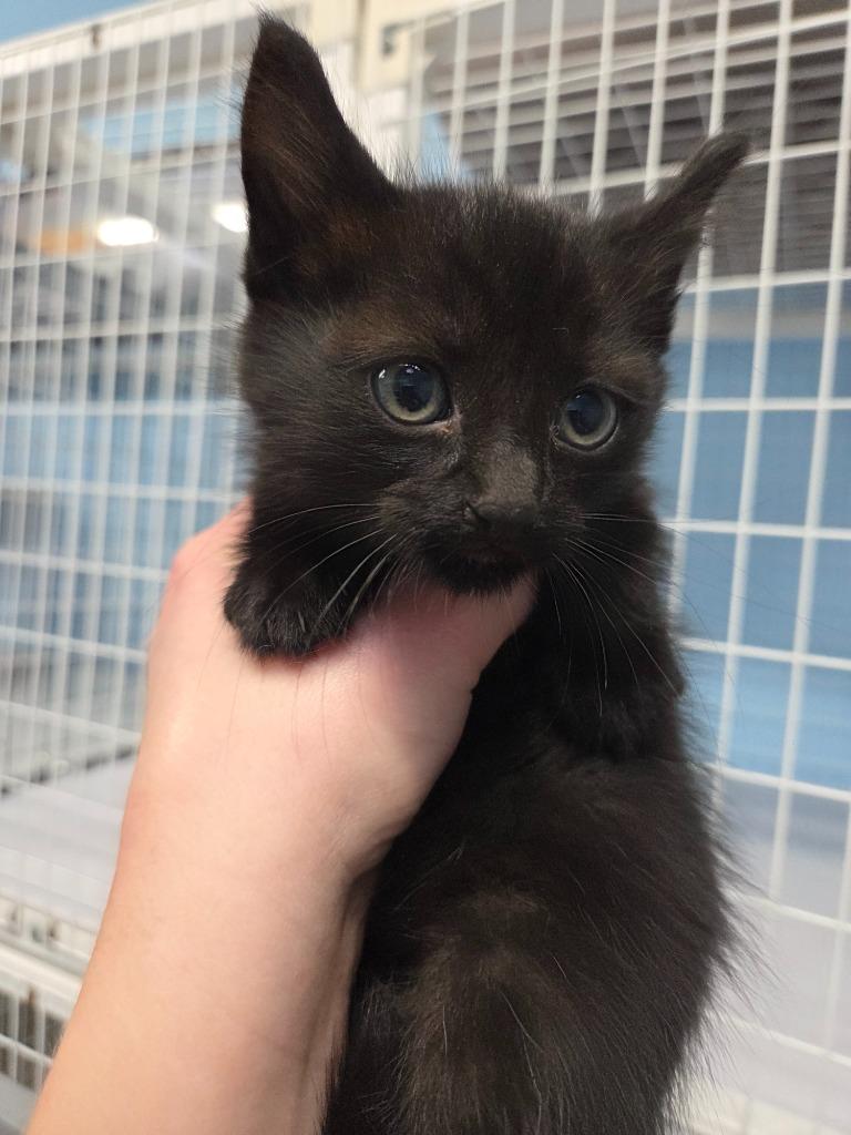 Mabel, Adoptable, Kitten Female Domestic Medium Hair.