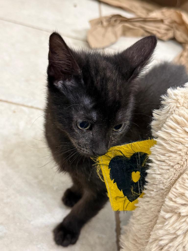 Enlarge Pandora (Dori), a Adoptable mixed breed in Evans, GA image 6/6
